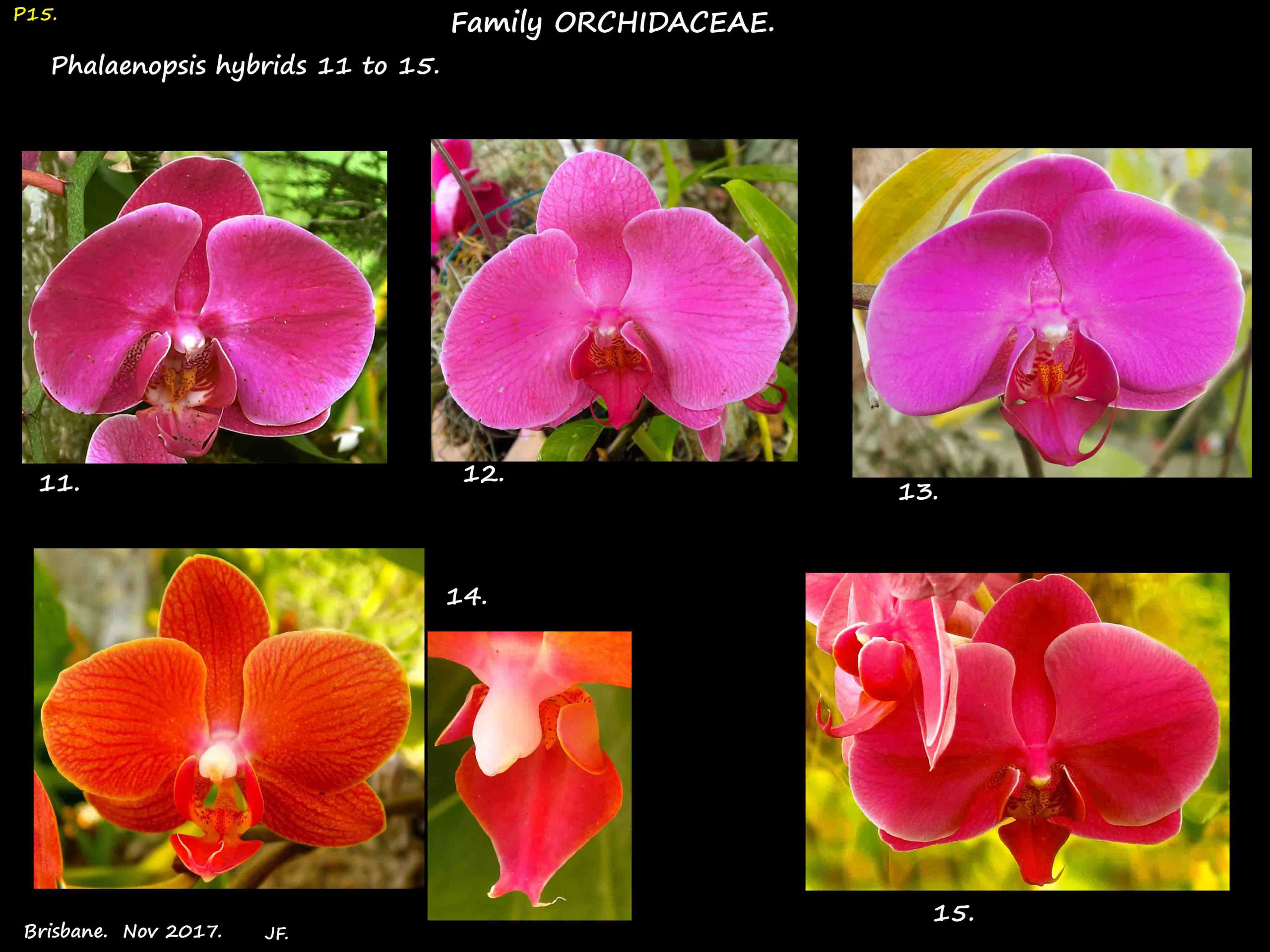 6 Phalaenopsis hybrids 11 to 15